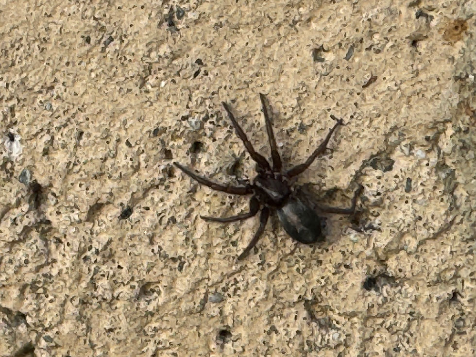 Is Web Removal Really Important?