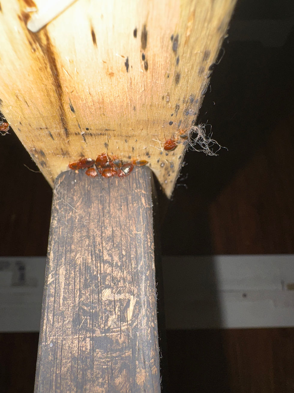 Bed bug treatment in San Bernardino