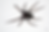 Common house spider pest control services in San Bernardino, Ca.