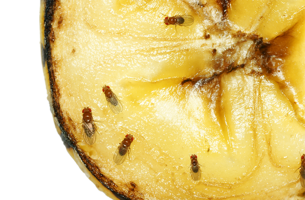 Fruit fly treatment in Fontana, Ca