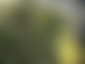 Why Granulating Your Lawn and Bush Areas Matters