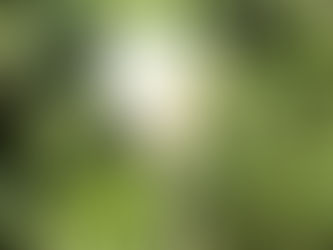 Spittlebugs in Your Yard?