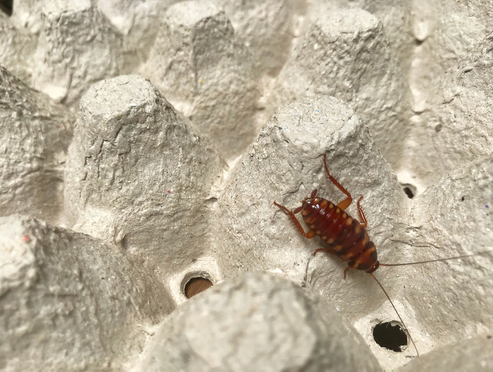 What Are Brown Banded Cockroaches and Why You Are Seeing Them Around Homes in Rialto