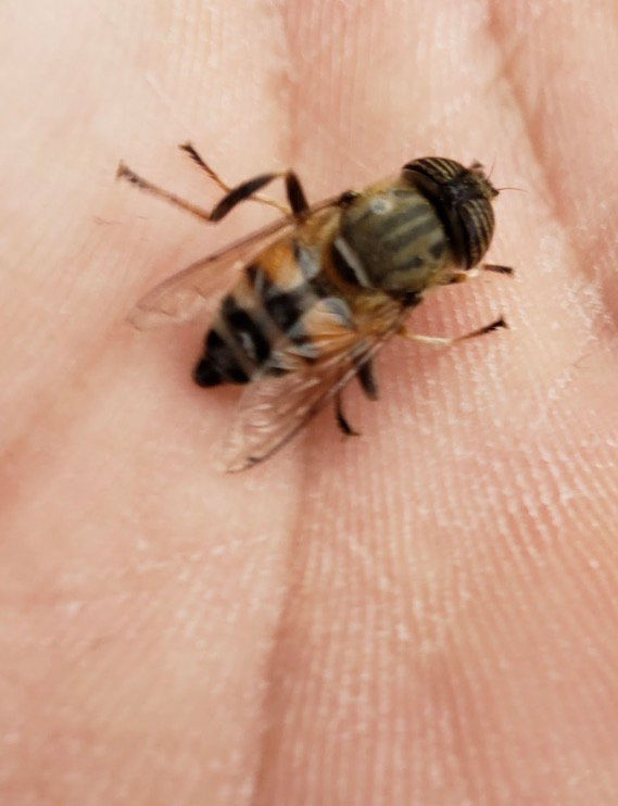 Drone Flies — Why They Look Like Bees