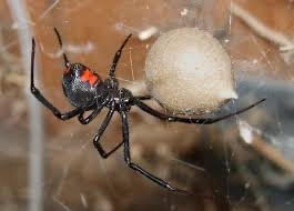 Black widow spider exterminator in San Bernardino, Ca.