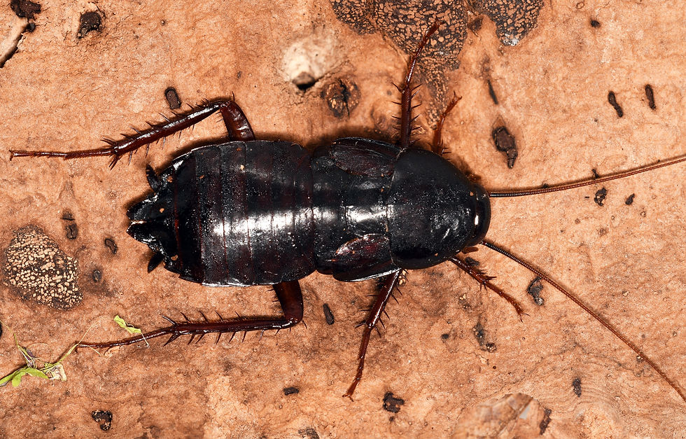 oriental cockroach service in Rialto and Fontana