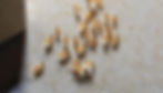 Pharaoh ants inside home