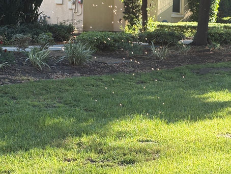 What’s Causing Gnats in Your San Bernardino Yard (And How to Eliminate Them for Good)