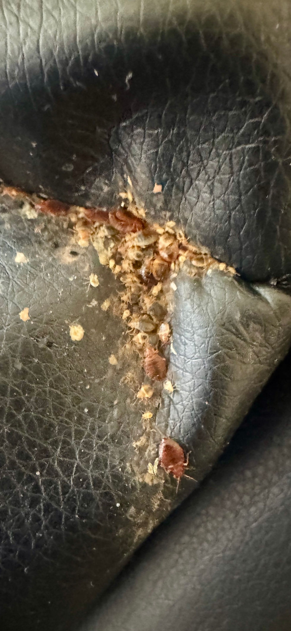 Bed bug service in Rialto