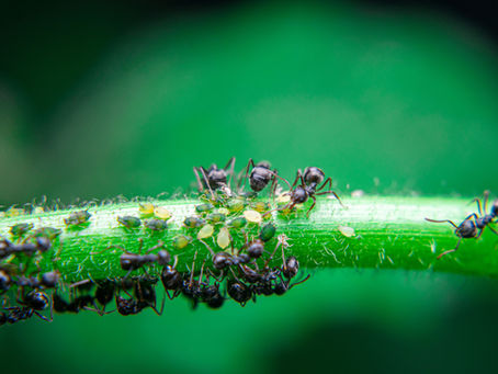 Why Ants Protect Aphids (And What It Means for Your Yard)