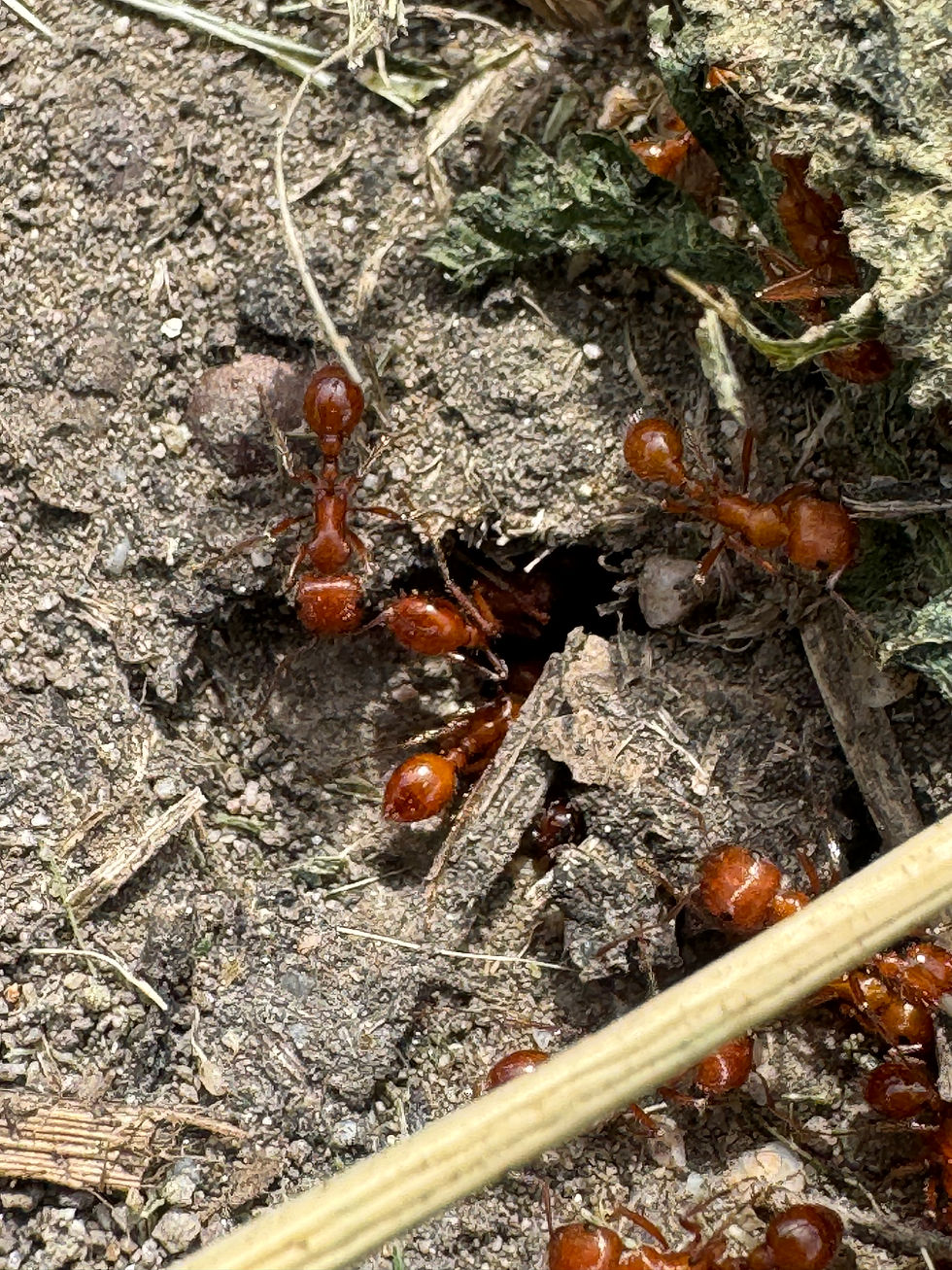 harvester ant pest control service 