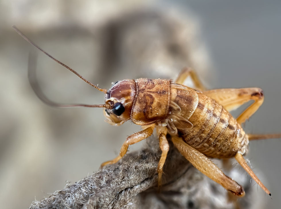 How to Get Rid of Crickets in Rialto CA and Keep Them From Coming Back
