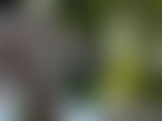 How I Get Rid of Rats in My Attic