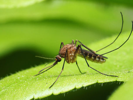 If You’re Itchy and You Know It, Read This Blog