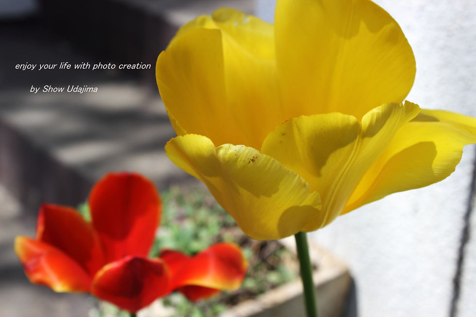 DPP_0017 (5).JPG
