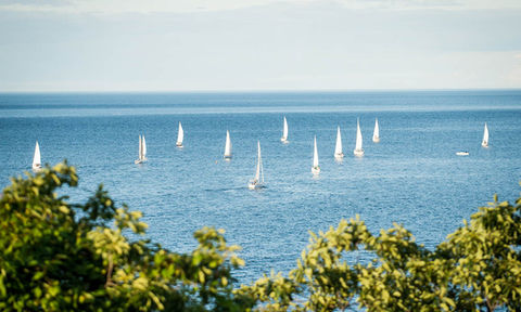 View of multiple sailboats on calm blue water, framed by green tree branches in the foreground.