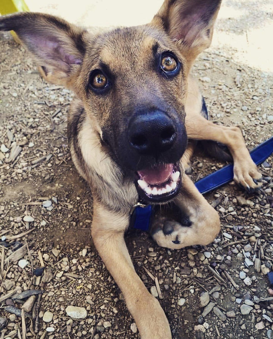 Happy Coconut Retriever puppy outdoors