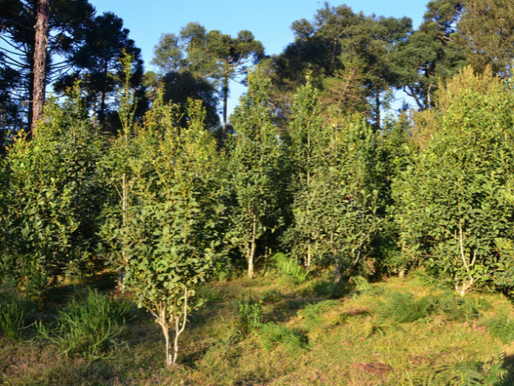 Erva-mate é elemento florestal importante na economia de Santa Catarina