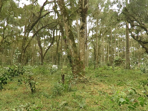 Programa Estadual inclui projeto de Erva-mate com apoio técnico no Paraná