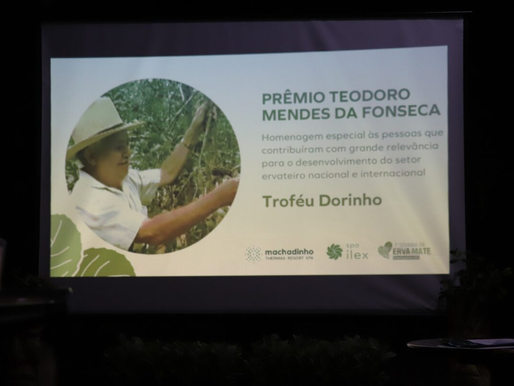 Geada de 1975 é ponto de partida para chegar na cultivar Cambona 4