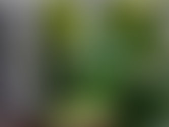 Região produtora de Erva-mate em Santa Catarina tem Rota Turística