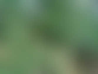 Cruz Machado/PR: Dia de Campo mostra a importância da adubação nas plantas