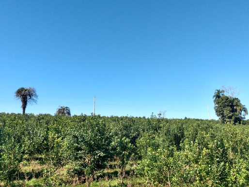 Da folha nativa ao envelhecimento, o mate tem essências diferentes