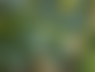 Região de Soledade sofre com alta temperatura e pouca chuva