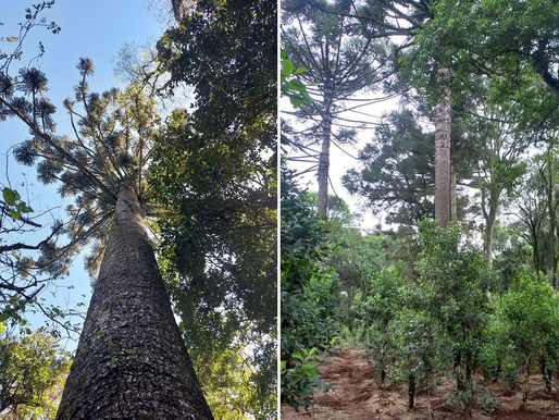 Em busca das árvores gigantes de Erva-mate, concurso abre inscrições em março