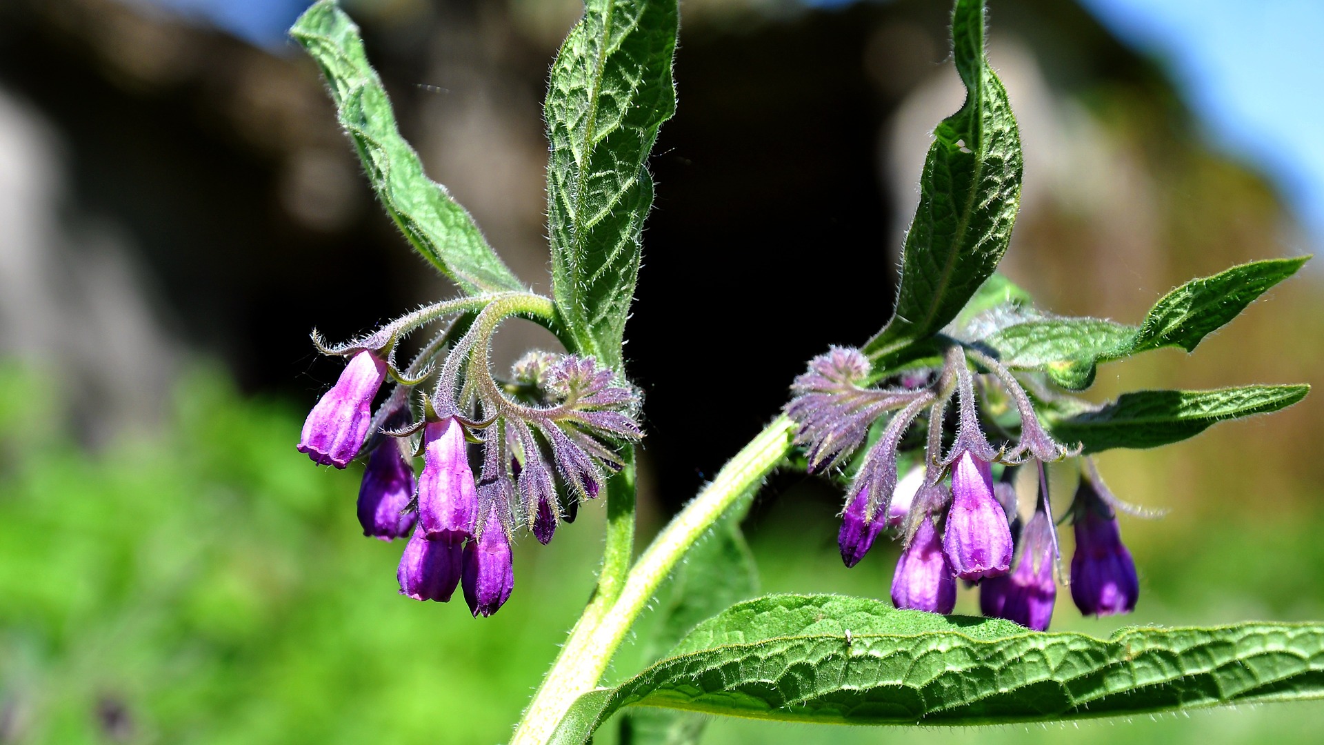 Permaculture Farming And Cannabis A Holistic Approach