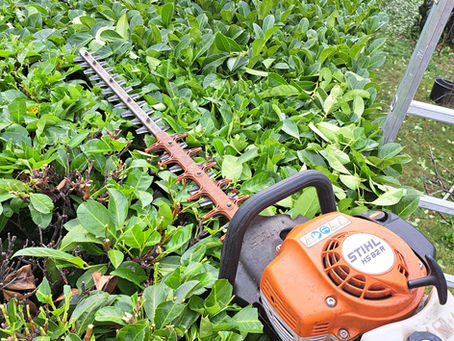 Taille de haies en Ariège : confiez vos extérieurs à Jardins d’Ariège