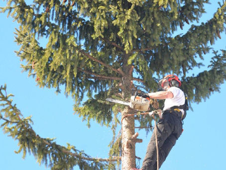 🌳 L’élagage des arbres en Ariège : pourquoi et quand intervenir ?