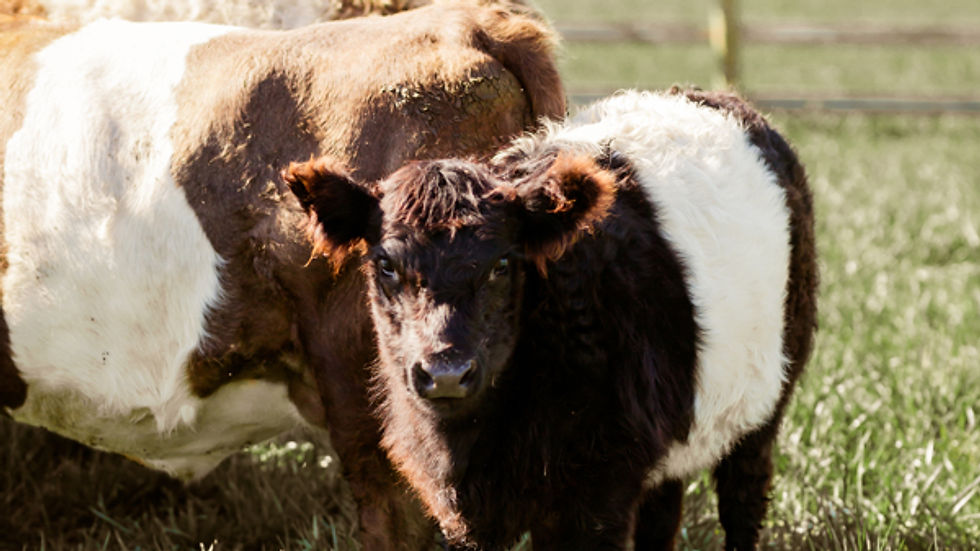 wedding venue Ohio Young black-and-white Belted Galloway calf stands beside an adult cow in a grassy field with a fence and trees in the sunny background.