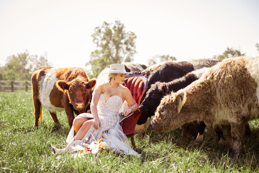 Engagement Photo Locations in Columbus Bride in a white gown and hat sits on a red chair in a sunny field, surrounded by cows. She holds a bouquet, looking serene.
