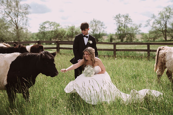 Bride and groom in pasture with cows and fenceline at Columbus wedding venue with lodging