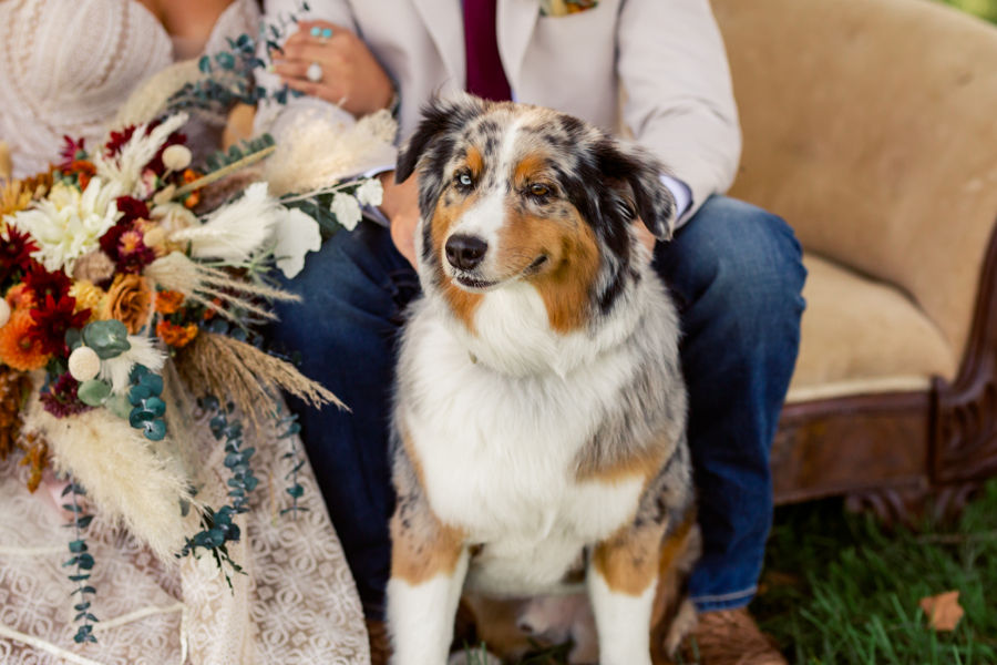 Rustic Columbus wedding venues A dog sits in front of people on a vintage sofa outdoors. One person holds a vibrant bouquet with red, white, and yellow flowers.