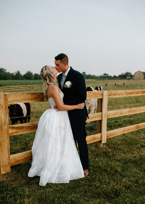 bride and groom kissing next to cows