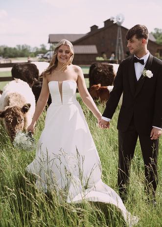 Bride and groom with cows at Ohio Barn wedding venue