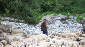 TRANSUMANZA: INACCETTABILE STOP