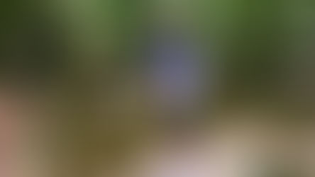 "5 Days Puglia 2024" riporta l'Orienteering internazionale con un grande evento sul Gargano.