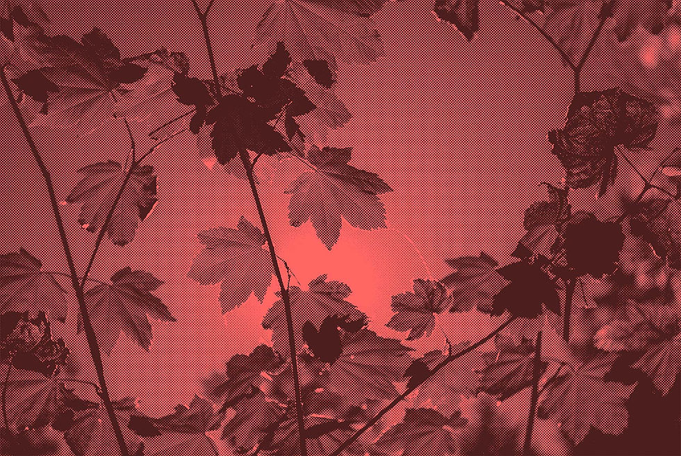 justin-cron-XRsk4uKgqJE-unsplash_bitmap_vermillion_lowres.jpg