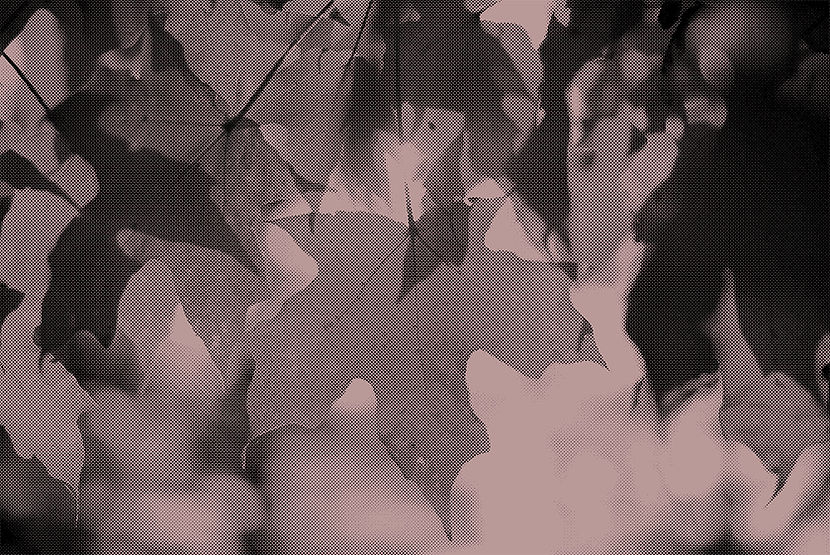 gracehues-photography-lT6rAb0LhTQ-unsplash_bitmap_taupe_lowres.jpg