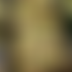 ארטישוקים בעיר פאדובה שבאיטליה