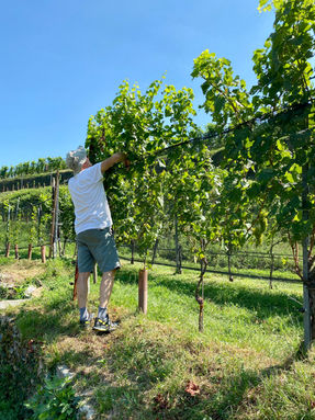 220814_Wein_KoppCroneVisini_IMG_8279.JPG