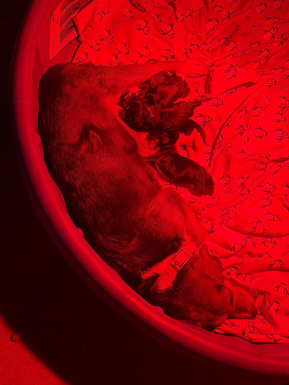 Stormys pups have arrived