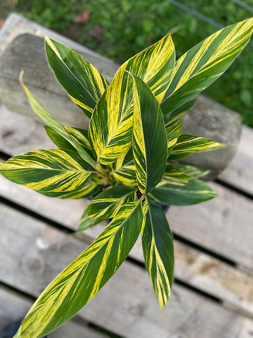 ALPINIA ZERUMBET 'VARIEGATA' (Variegated Shell Ginger) | Subtropica