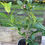 Thumbnail: ETROG CITRON (Citrus medica)
