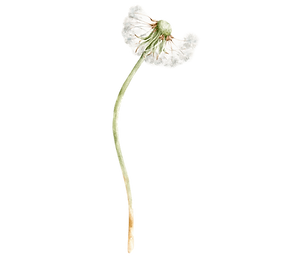 Untitled design (43).png