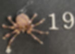 Thumbnail: Large Round Butt Christmas Spiders Set #1 