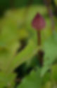 21B50D9B-37BF-45E5-865B-3144B17F79F5_1_201_a.jpeg